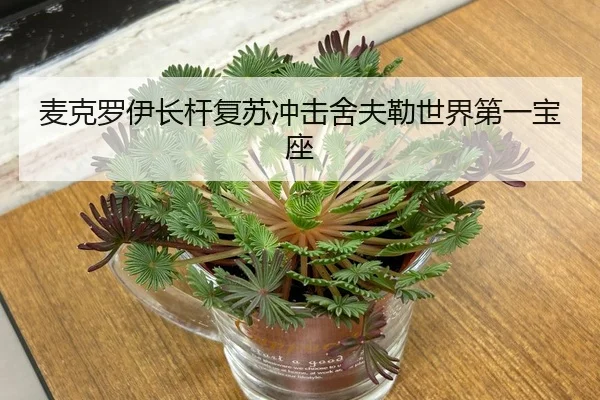 麦克罗伊长杆复苏冲击舍夫勒世界第一宝座